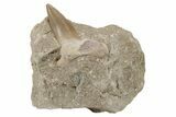 Otodus Shark Tooth Fossil in Rock - Morocco #230919-1